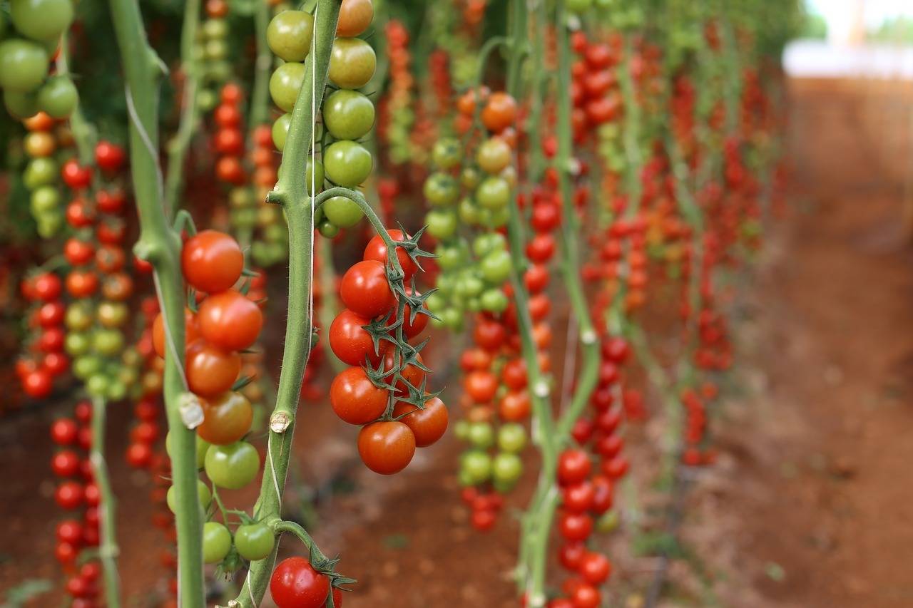 tomato-2525976_1280|03842820-6492-4a9b-9c57-2c1c11215393